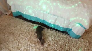 amyvalentine Video  612 Seconds